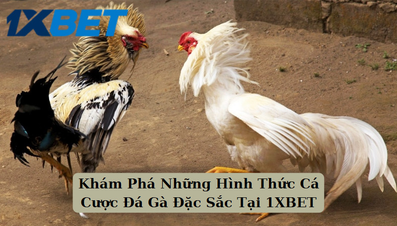 Khám Phá Những Hình Thức Cá Cược Đá Gà Đặc Sắc Tại 1XBET